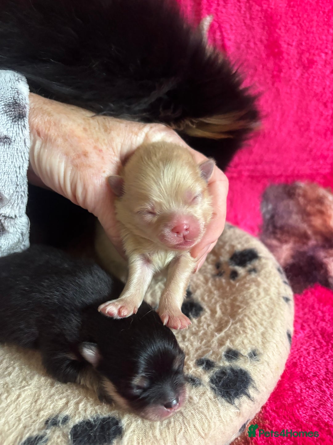 Pomeranian dogs for sale: Beautiful teddy bear Pomeranians - Advert 6