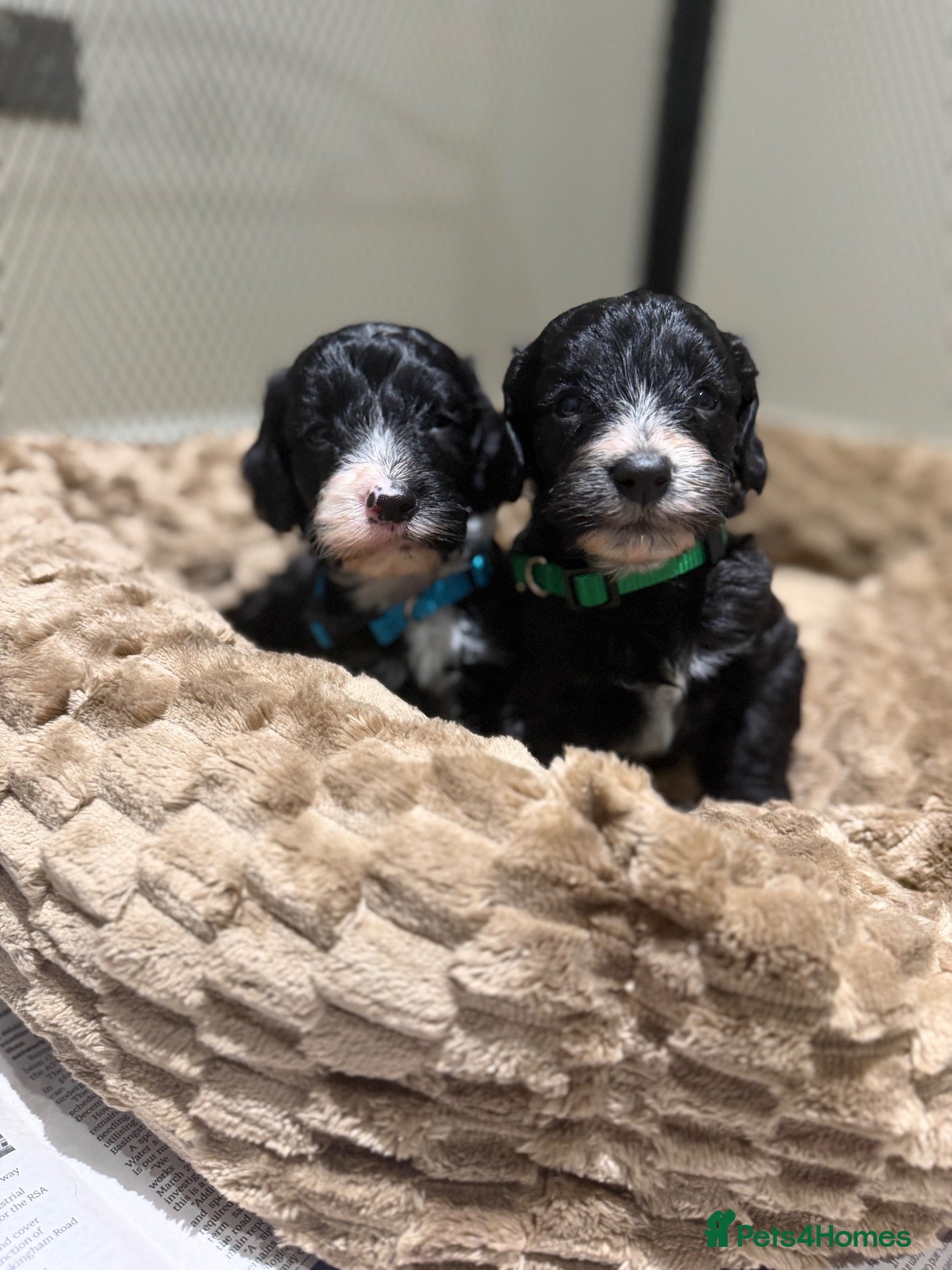 Cockapoo dogs for sale: Stunning F1 cockapoo boys - Advert 1