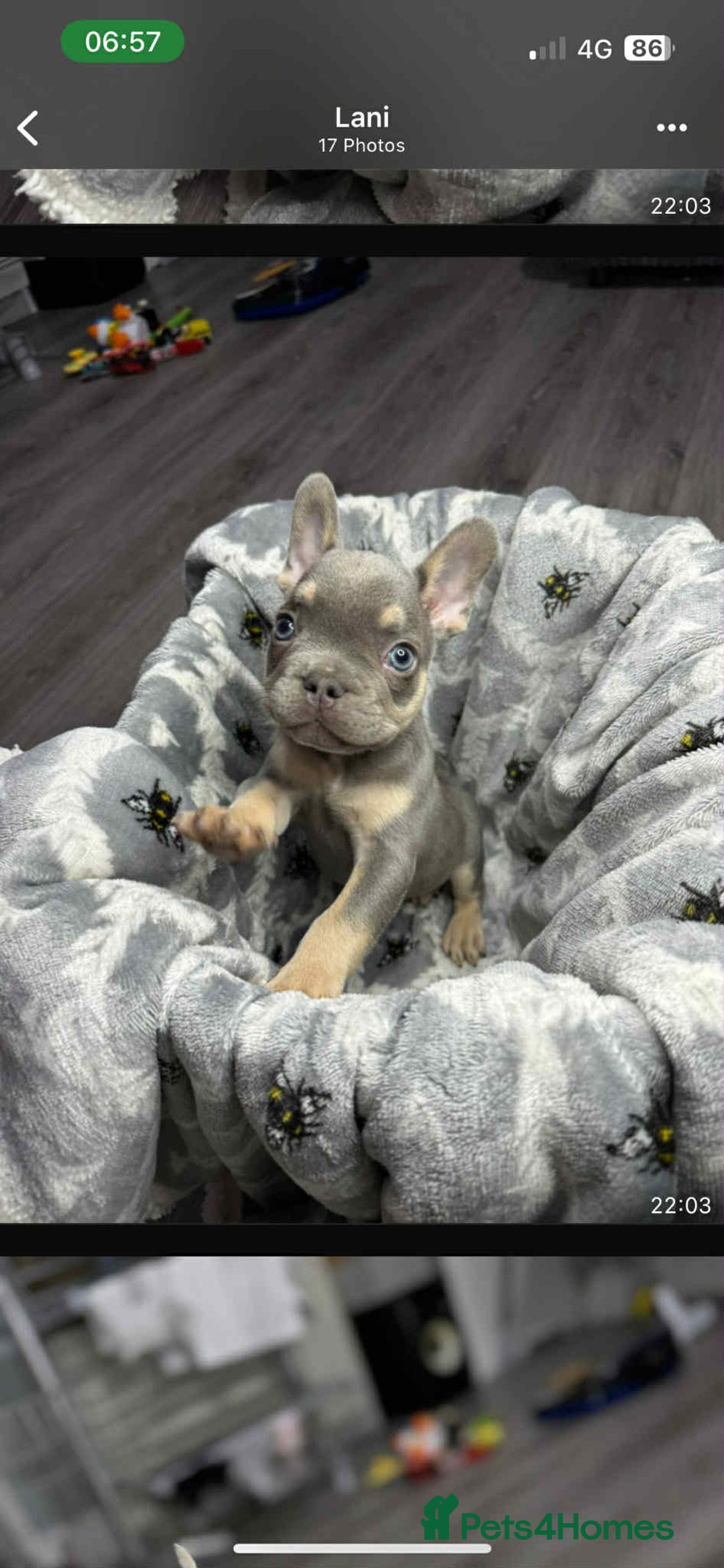 French Bulldog dogs for sale: Lilac tan fluffy carriers frenchie  - Image 1