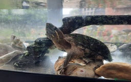 Turtle reptiles for sale: Musk Turtle - Image 5