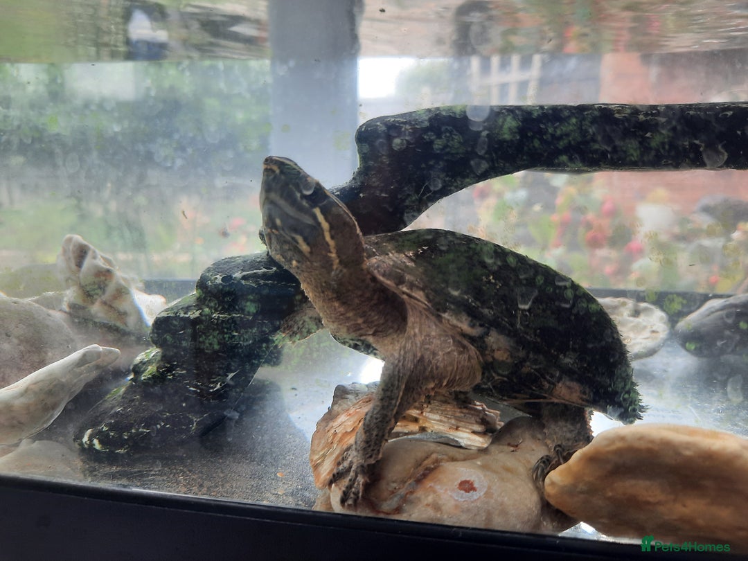 Turtle reptiles for sale: Musk Turtle - Image 5