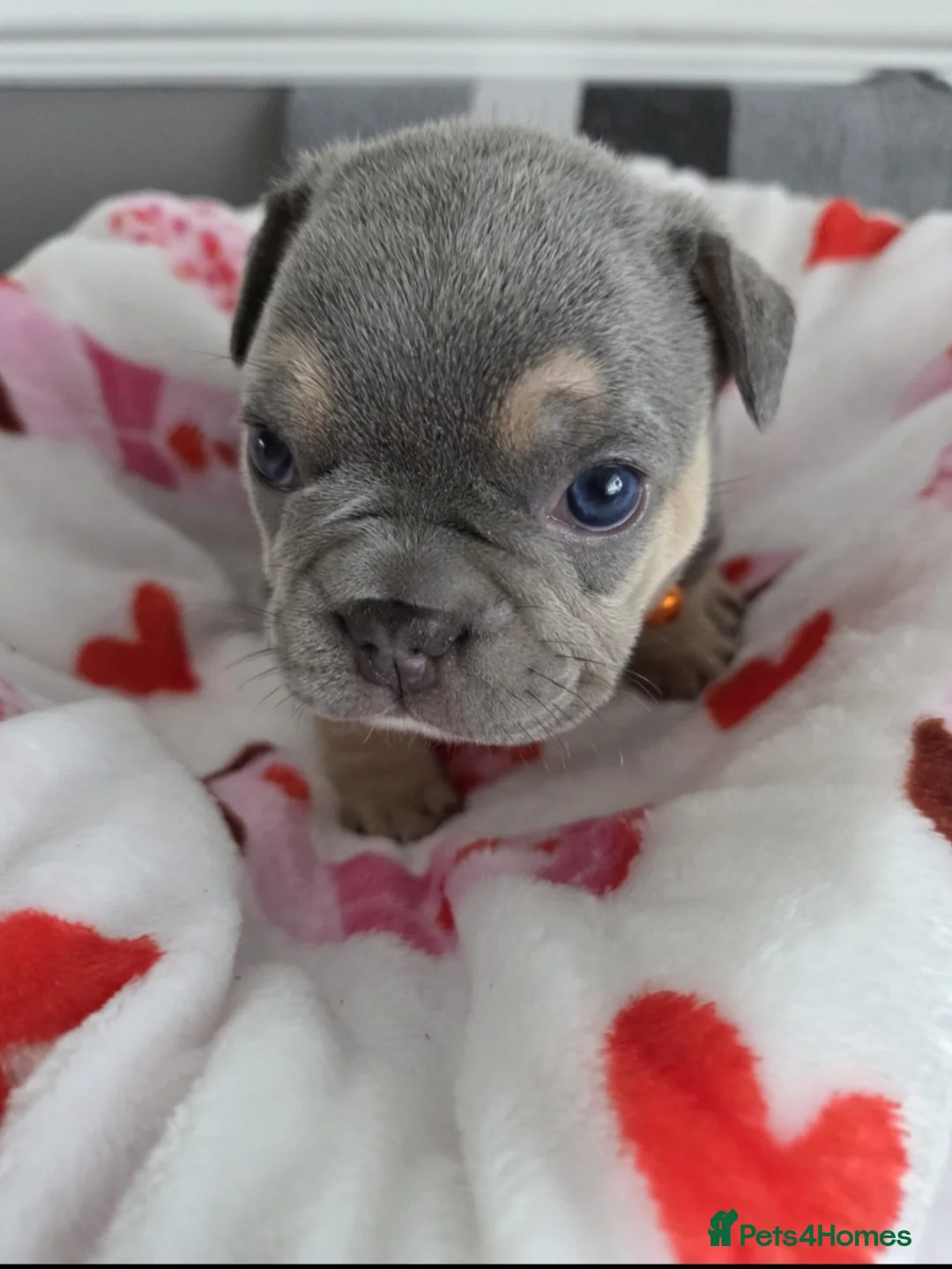 French Bulldog dogs for sale: Beautiful Frenchie puppies - Advert 20