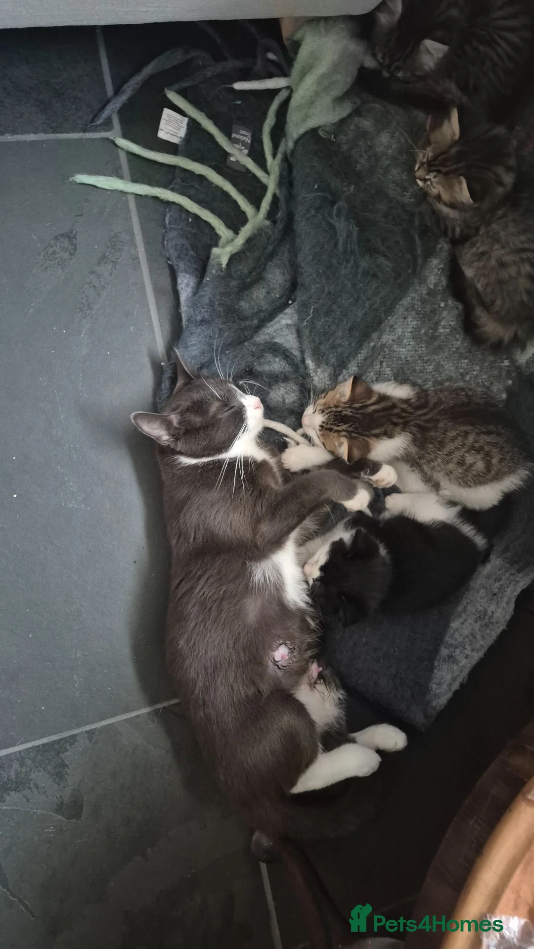 Mixed Breed cats for sale: Black and white kitten  in Bude - Advert 8