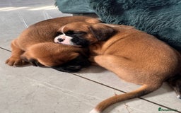Boxer dogs for sale: KC PEDIGREE BOXER PUPPIES  - Image 21