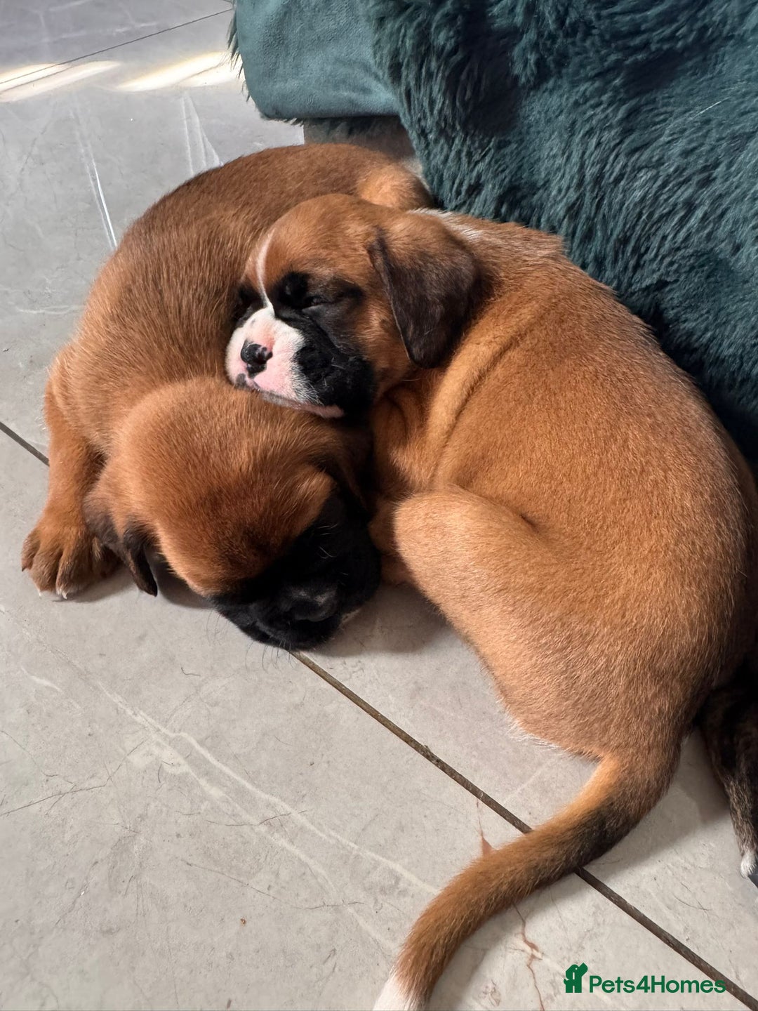 Boxer dogs for sale: KC PEDIGREE BOXER PUPPIES  - Image 21