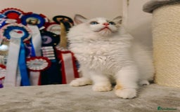 Ragdoll cats for sale: READY TO GO ❤️LAST BOY❤️ REGIONAL WINNER - Image 20