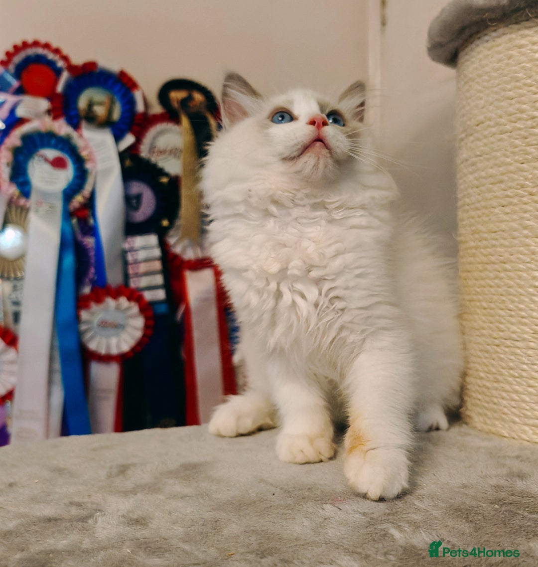 Ragdoll cats for sale: READY TO GO ❤️LAST BOY❤️ REGIONAL WINNER - Image 20