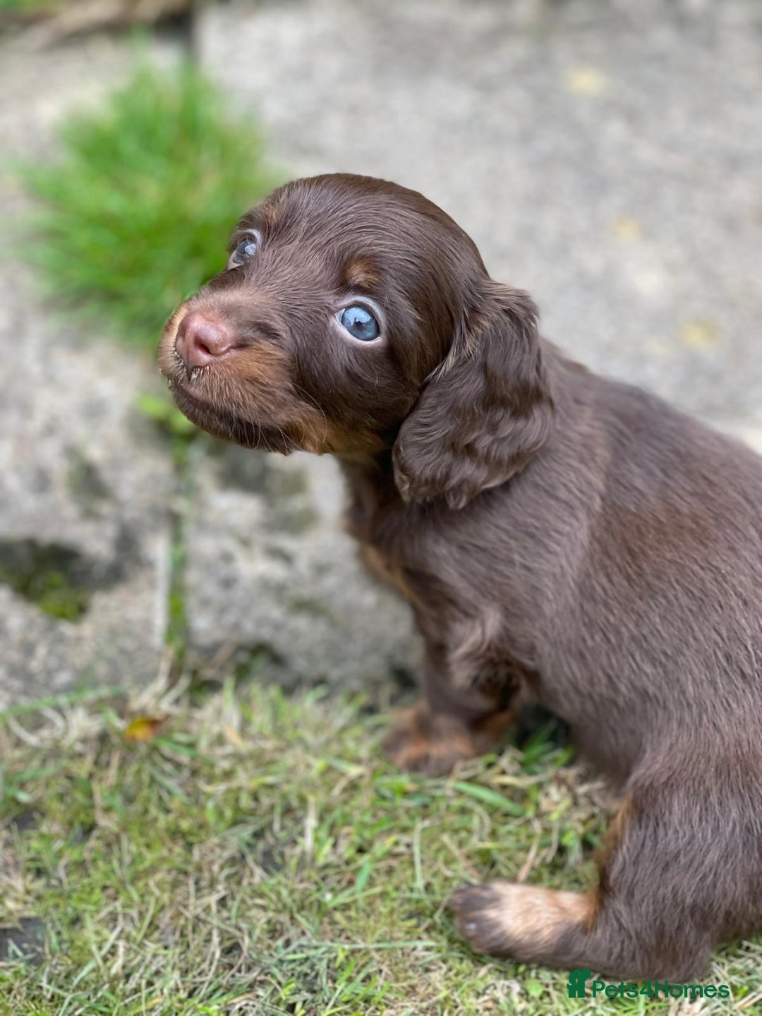 Miniature Dachshund dogs for sale: Kc Reg Long Haired Miniture Dachshund Puppies - Image 7