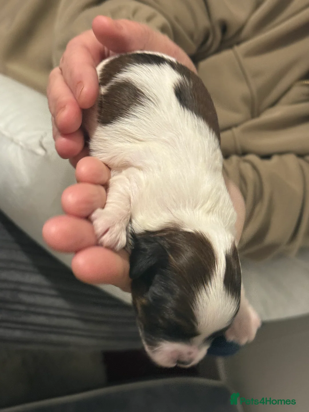 Shihpoo dogs for sale: 3x Shihpoo Male Puppies for sale - Advert 15