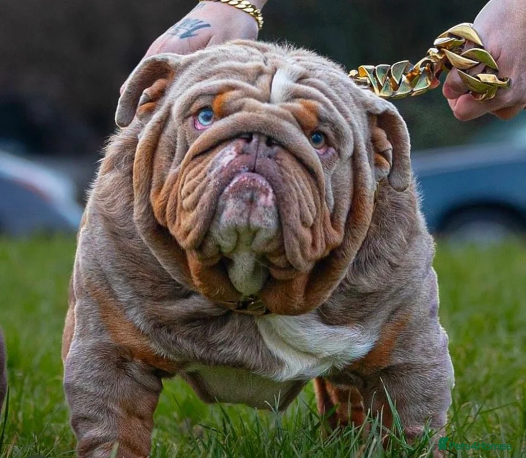 English Bulldog dogs for sale: English Bulldog  - Advert 14
