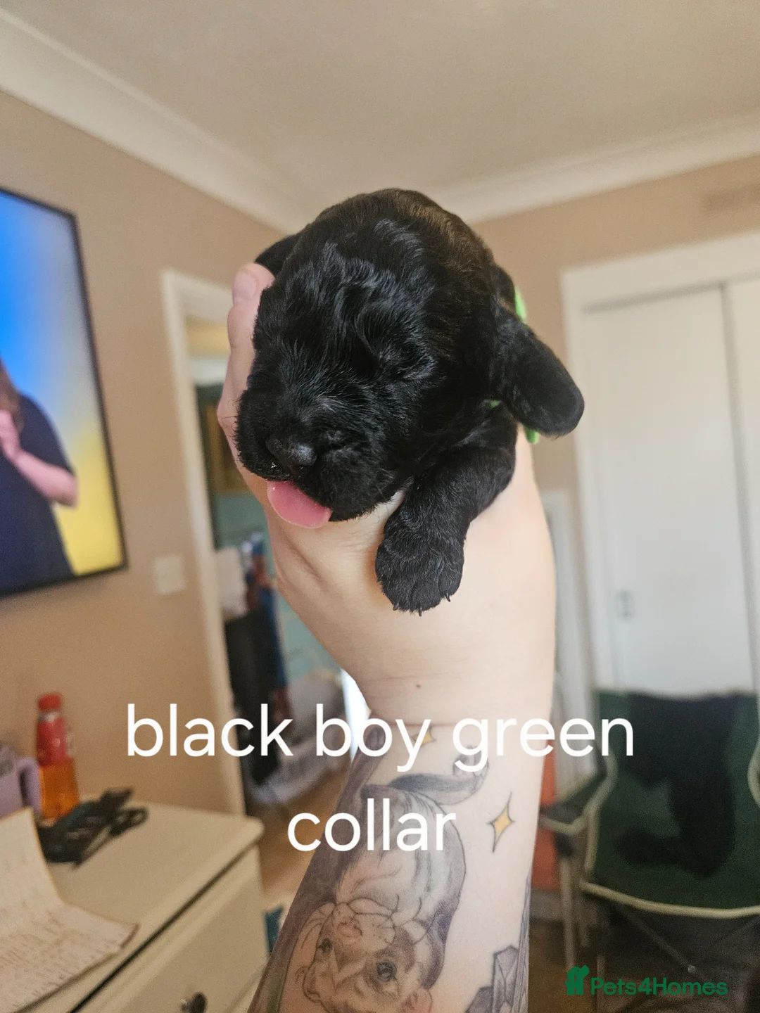 Mixed Breed dogs for sale: Sprockerpoo puppies  in Lymington - Advert 1