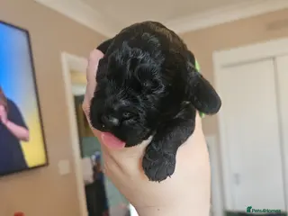 Mixed Breed dogs Sprockerpoo puppies - Advert 13