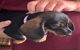 Miniature Dachshund dogs for sale: Beautiful Litter mini Dachshunds - Image 3