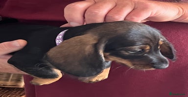 Miniature Dachshund dogs - Advert 6