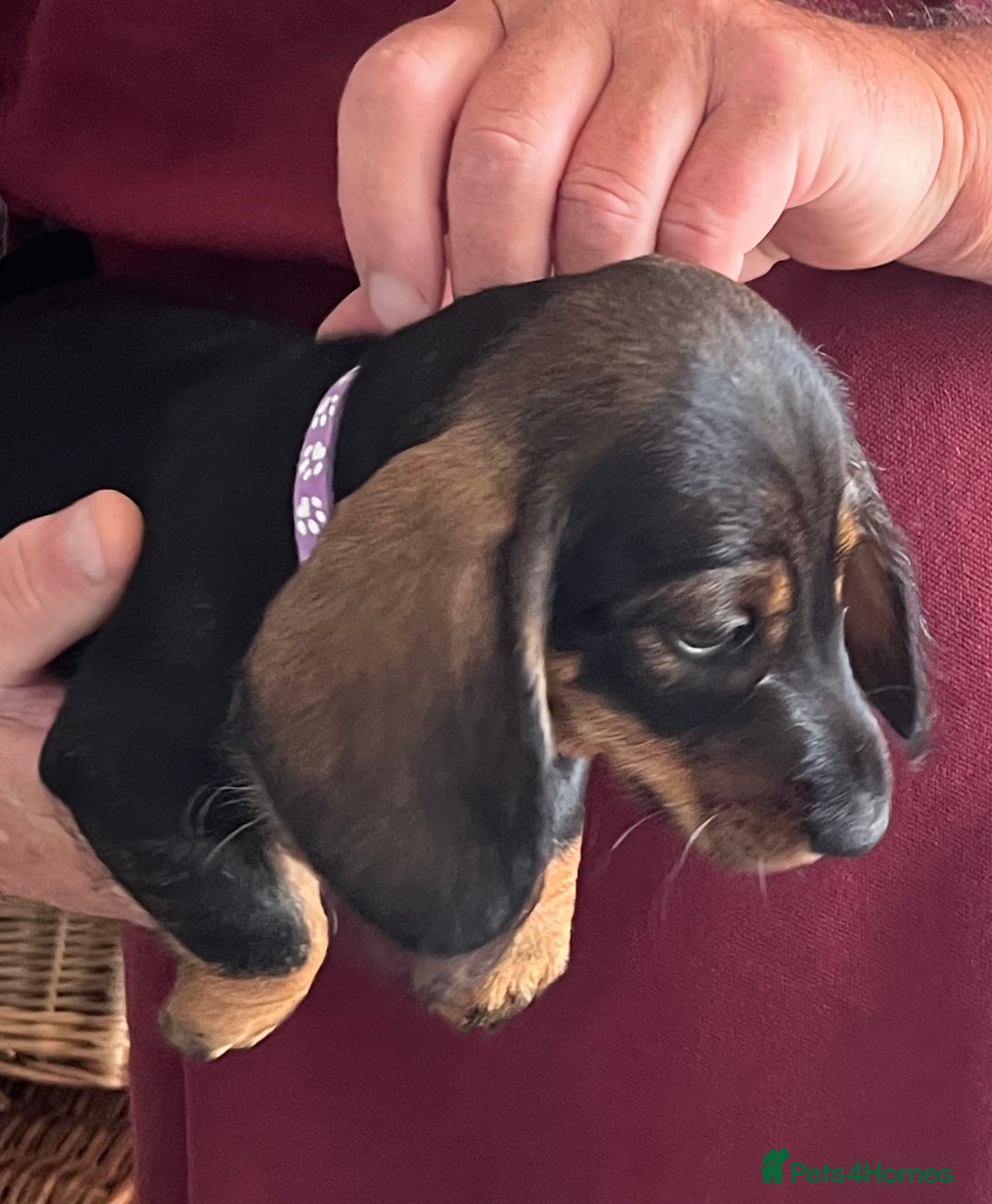 Miniature Dachshund dogs for sale: Beautiful Litter mini Dachshunds - Image 3