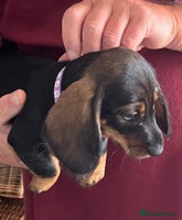 Miniature Dachshund dogs - Advert 13