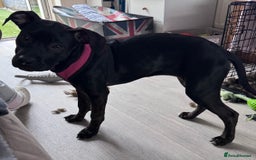 Mixed Breed dogs for sale: Hazel - Image 2