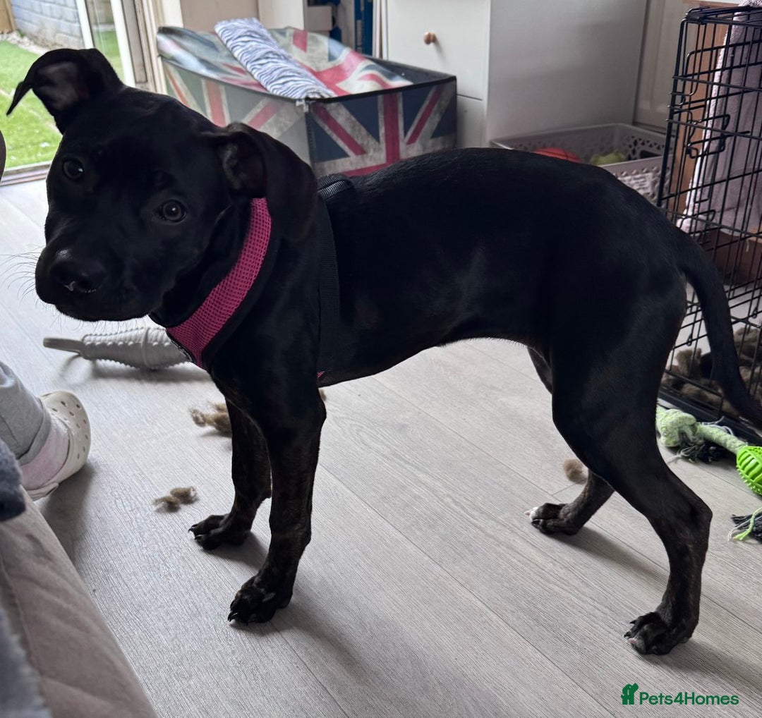 Mixed Breed dogs for sale: Hazel - Image 2