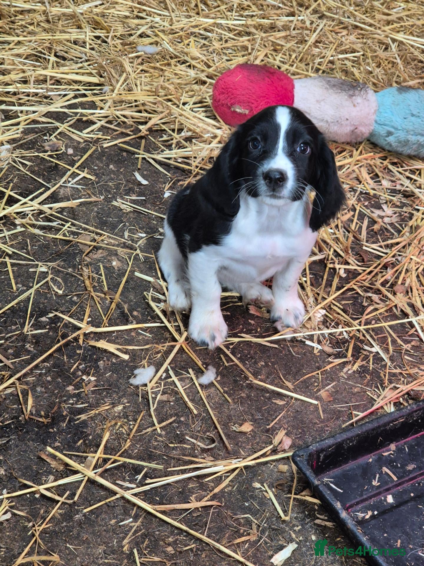 English Springer Spaniel dogs Springer Spaniel Pups READY NOW  - Advert 13