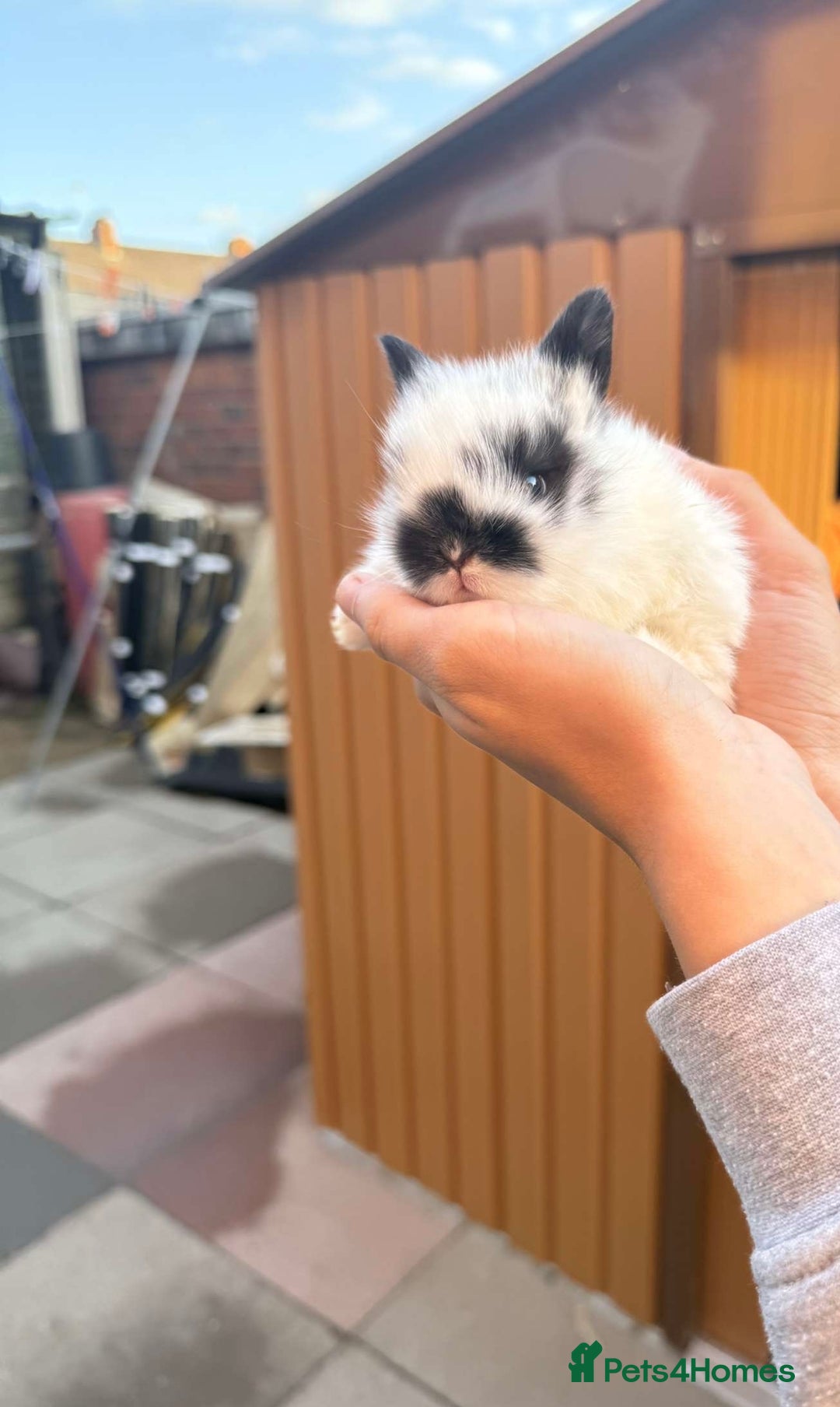 Mini Lion Lop rabbits for sale: Baby lion lops for sale  - Image 8