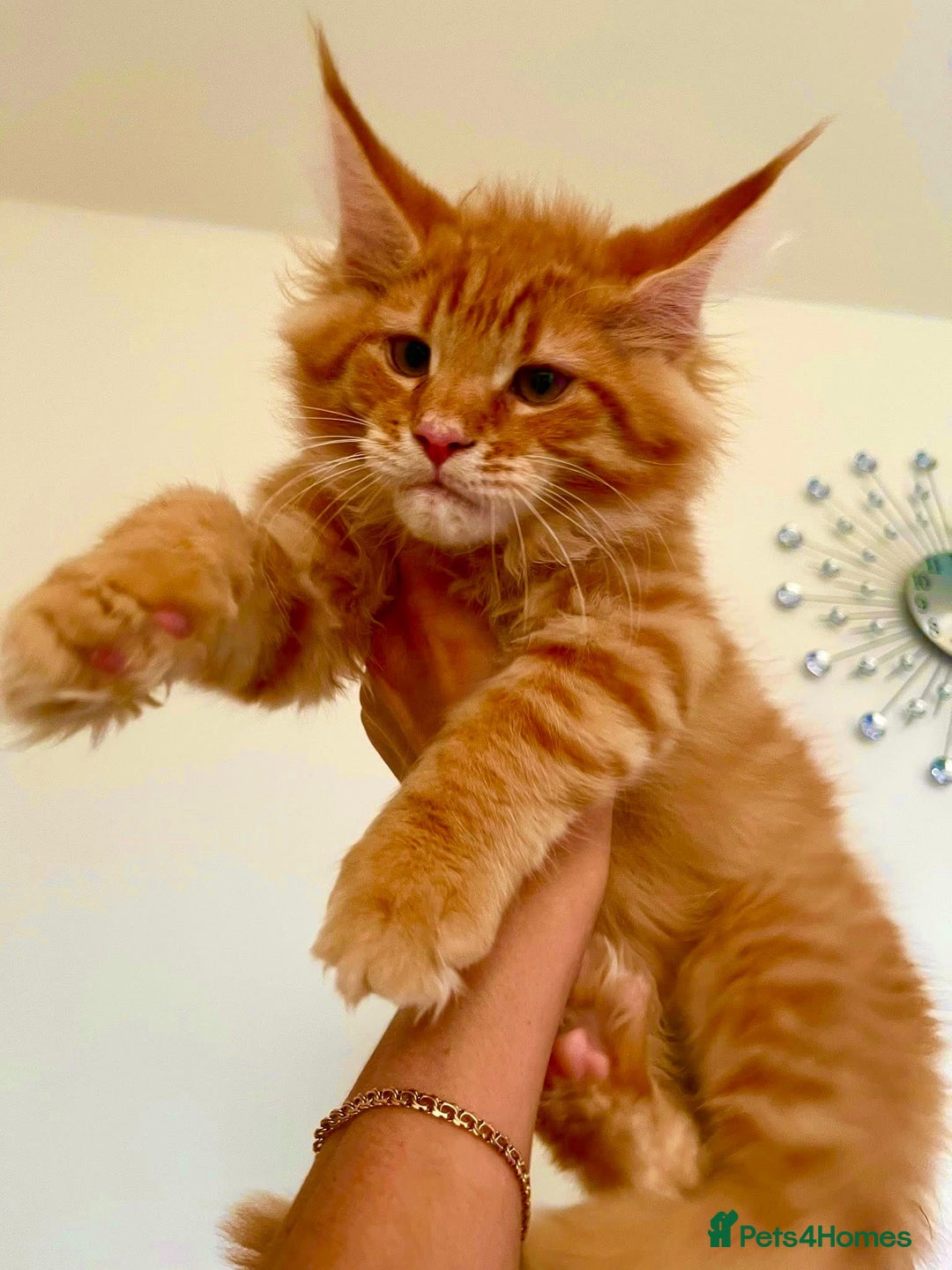 Maine Coon cats for sale: Mane Coon XXXL - Advert 17