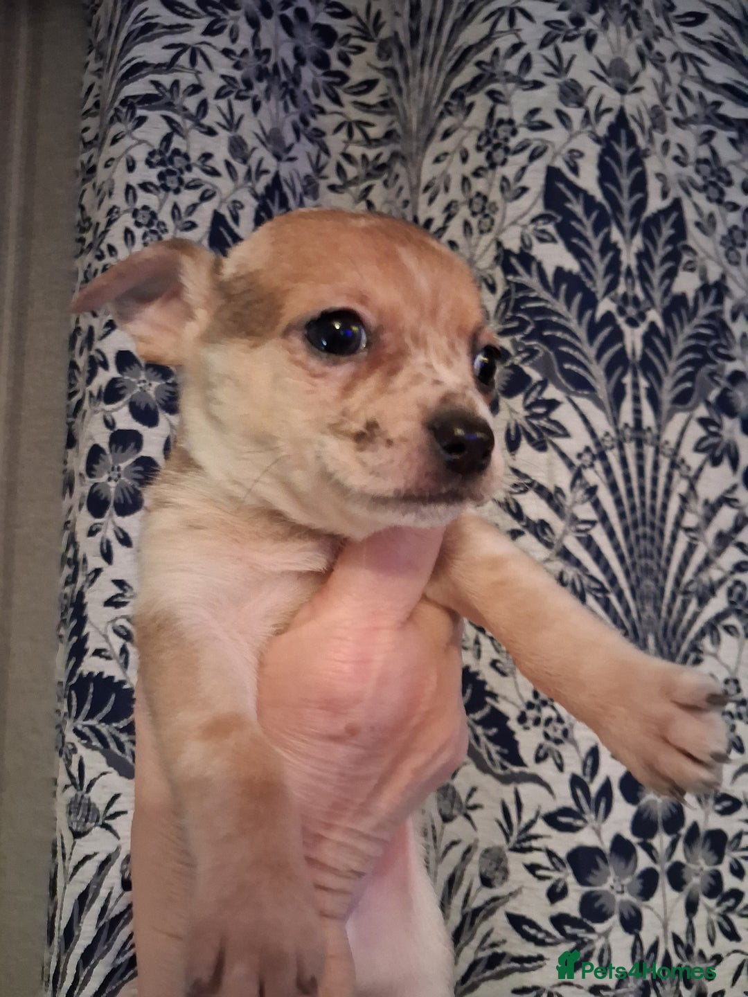 Chihuahua dogs for sale: Chihuahuas ready now - Advert 6