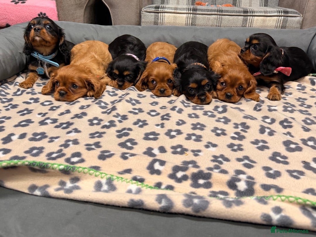 Cavalier King Charles Spaniel dogs for sale: 🐶 Beautiful Cavalier King Charles  Puppies 🐶 - Advert 28
