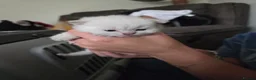 Selkirk Rex cats for sale: My Scottish Fold and Selkirk Rex are parents in Bristol - Advert 4