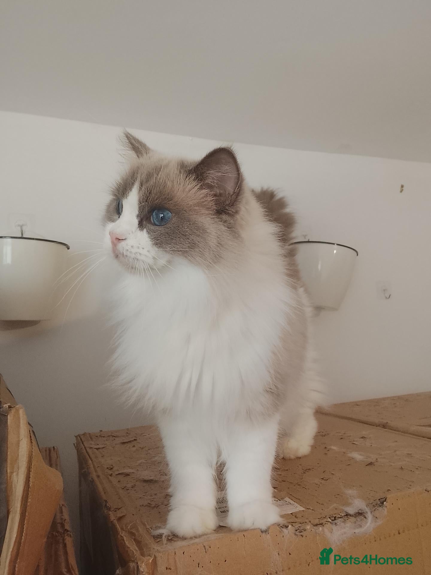 Ragdoll cats retired breeding queen - Advert 9