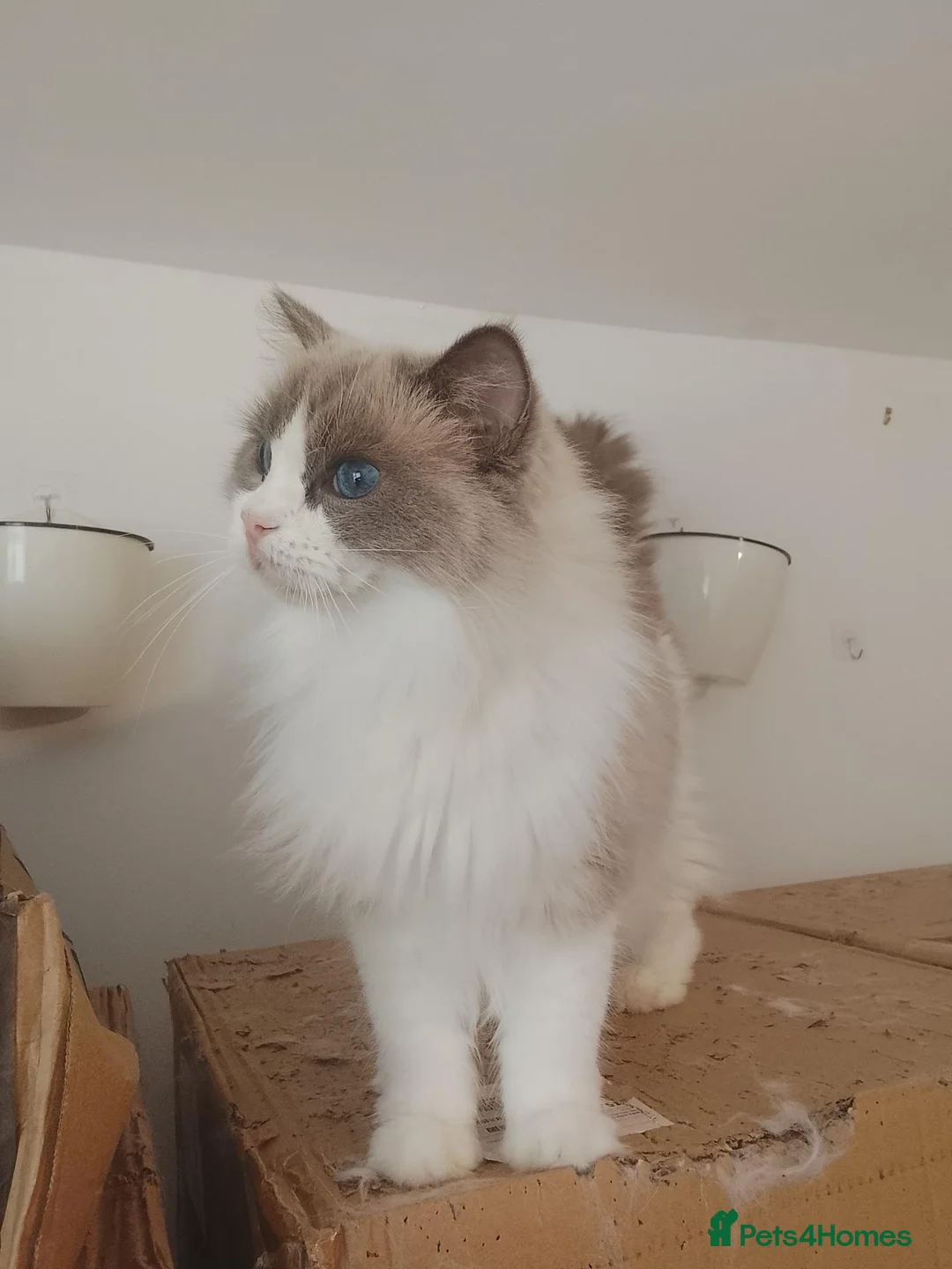Ragdoll cats for sale: retired breeding queen - Advert 1
