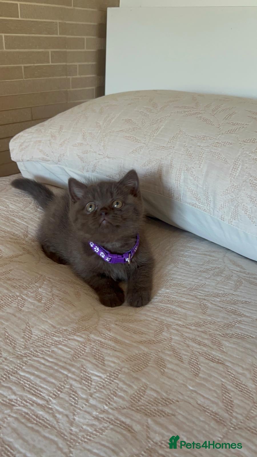 British Shorthair cats Chunky British shorthair kitten  - Advert 5