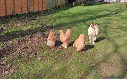 Hens poultry for sale: Lemon Pekin Bantams Trio - Image 3