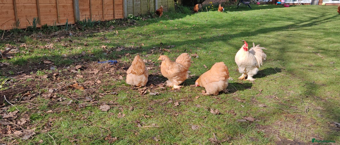 Hens poultry for sale: Lemon Pekin Bantams Trio - Image 3