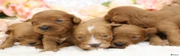Cavapoo dogs for sale: *HEALTH TESTED* CAVAPOOS - Advert 17