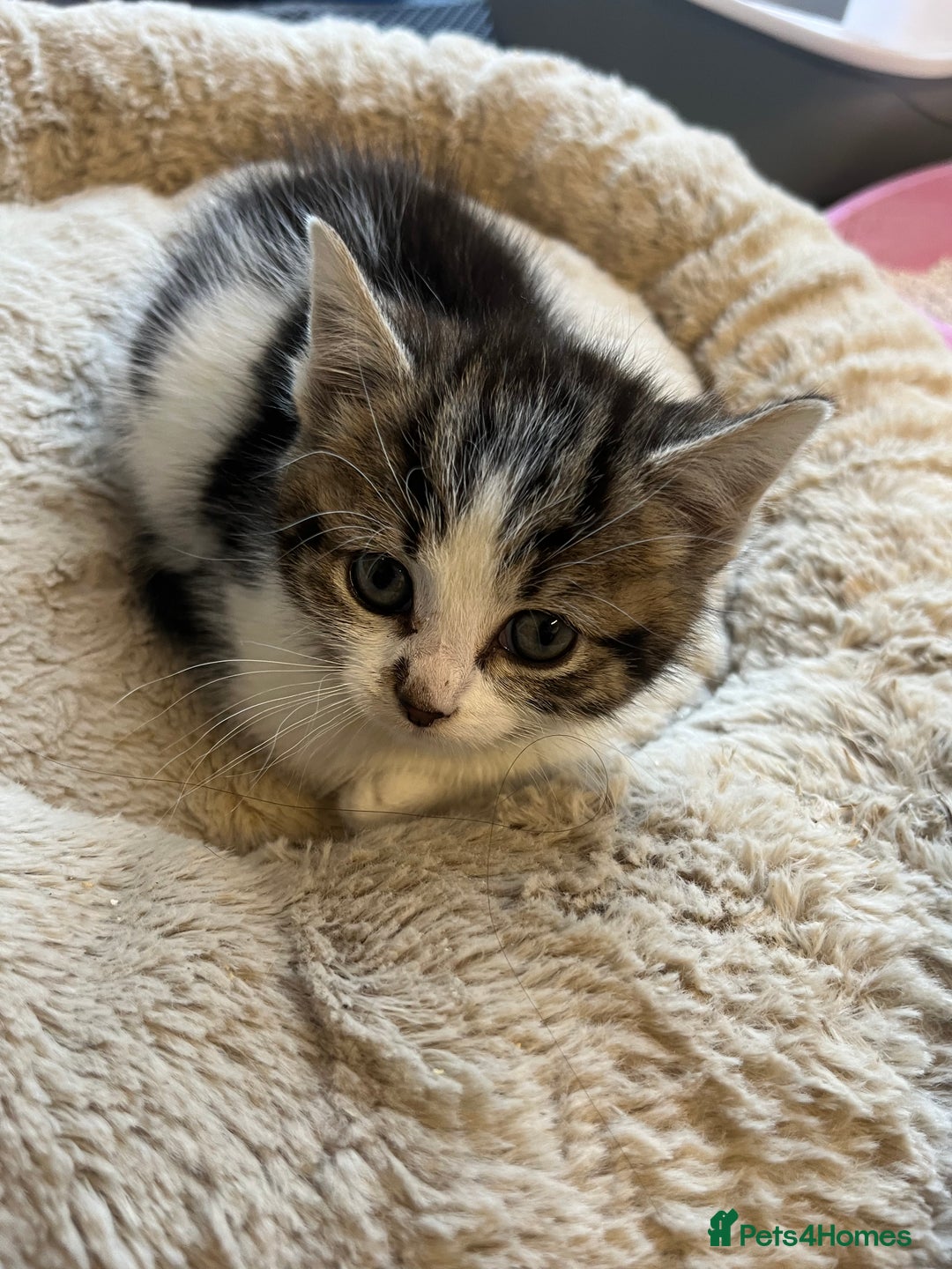 Mixed Breed cats for sale: 🐾 8 week old Beautiful girl Kitten - Advert 3