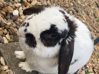 Mixed Breed rabbits Male rabbit thumper for rehoming - Advert 2