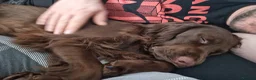 Cocker Spaniel dogs for sale: Cocker spaniel puppies  - Advert 32
