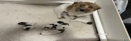 Jack Russell dogs for sale: Adorable Jack Russell Puppies - Advert 1
