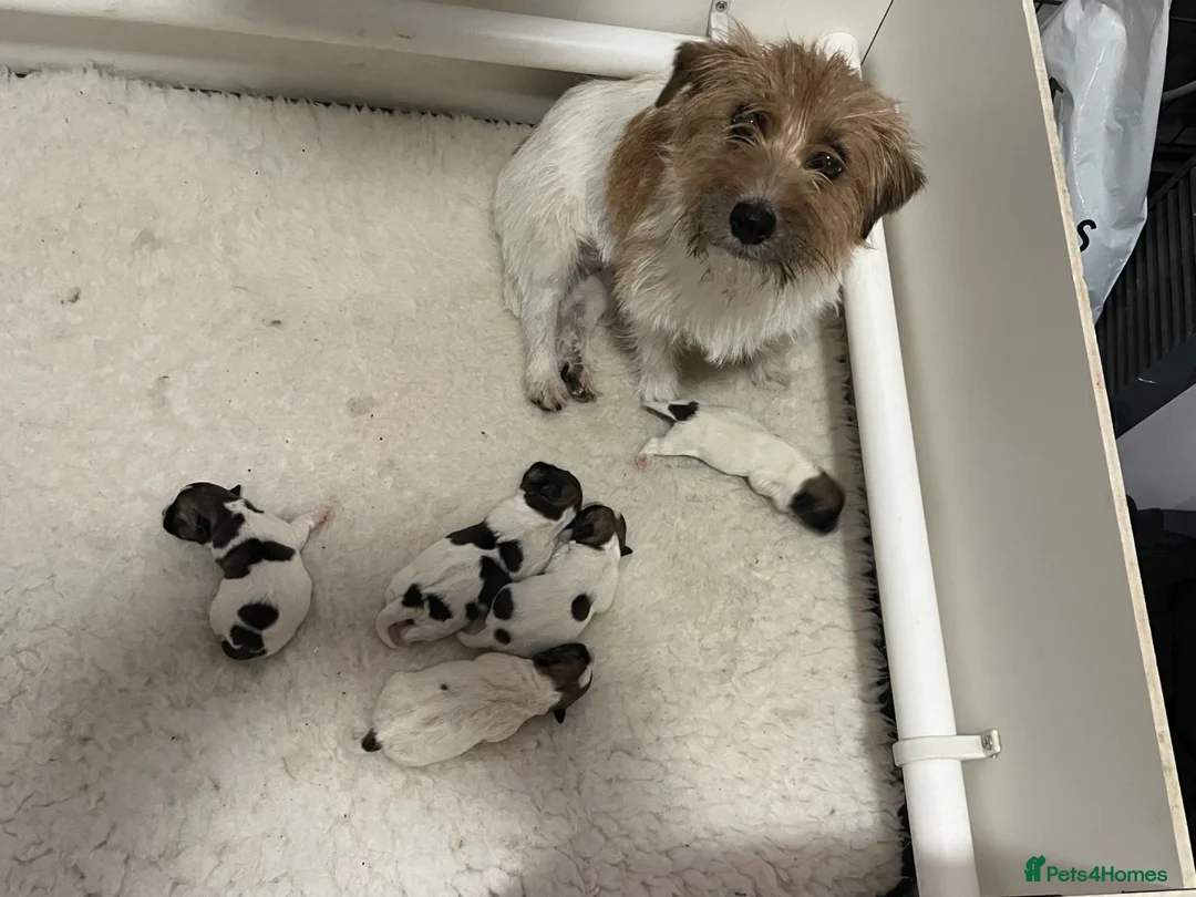 Jack Russell dogs for sale: Adorable Jack Russell Puppies - Advert 1