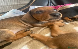 Dachshund dogs for sale: Exceptional dachshunds  - Image 7