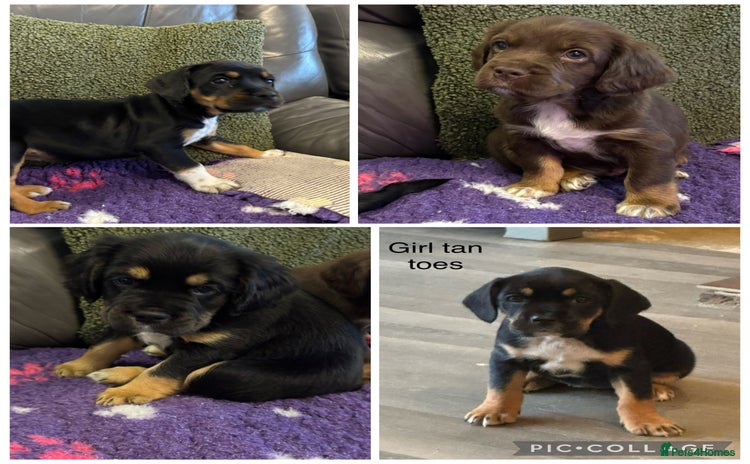 Mixed Breed dogs - Advert 3