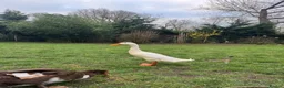 Ducks poultry for sale: Indian runner duck drake for sale  - Advert 2