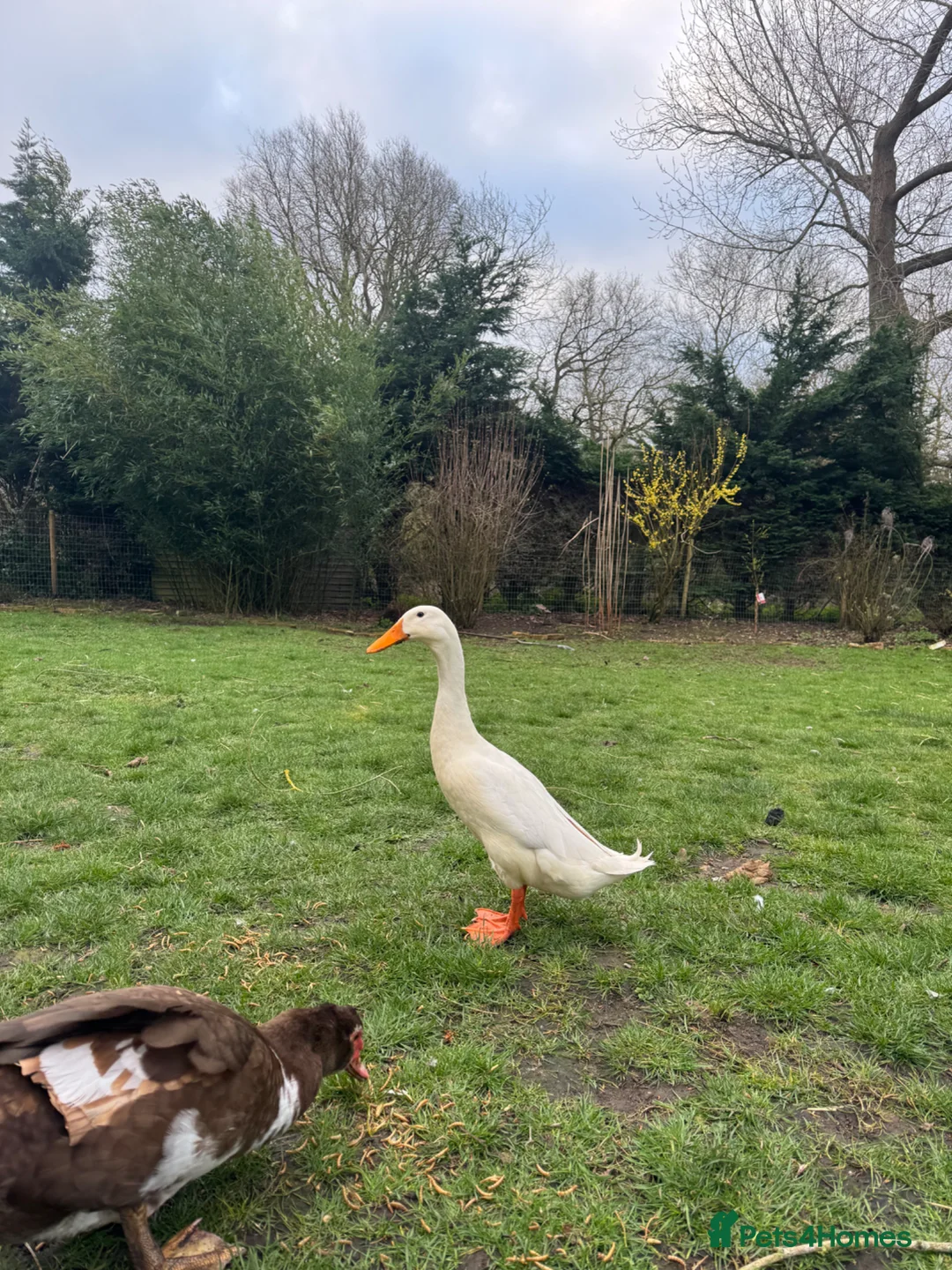 Ducks poultry for sale: Indian runner duck drake for sale  - Advert 2
