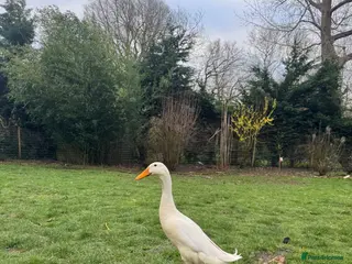 Ducks poultry Indian runner duck drake for sale - Advert 7