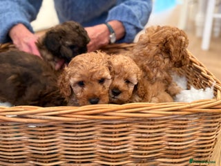 Maltipoo dogs Gorgeous Maltipoo Puppies - Advert 11