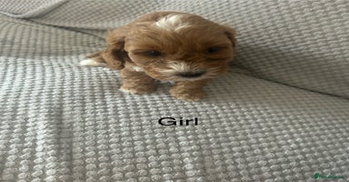Cavapoo dogs - Advert 15