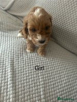 Cavapoo dogs - Advert 15