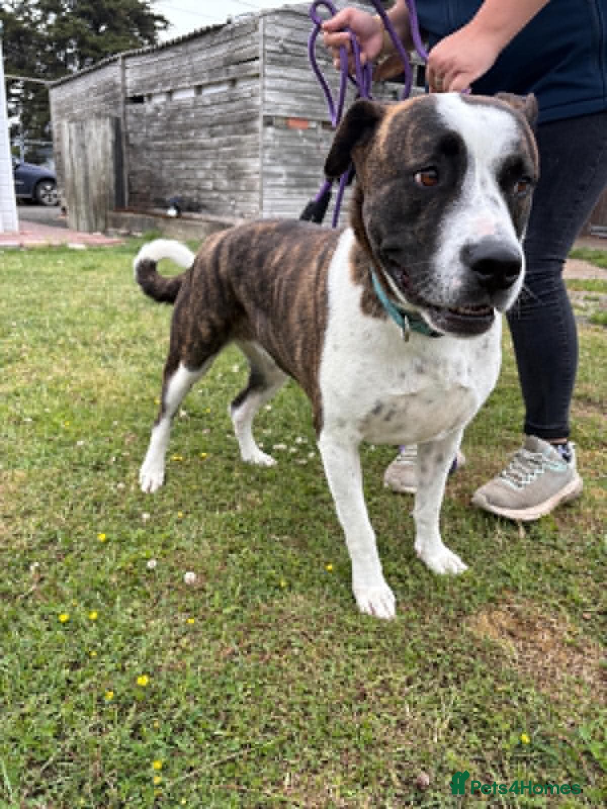 Mixed Breed dogs for adoption: Cherry urgently needs a foster or adoption  - Advert 1