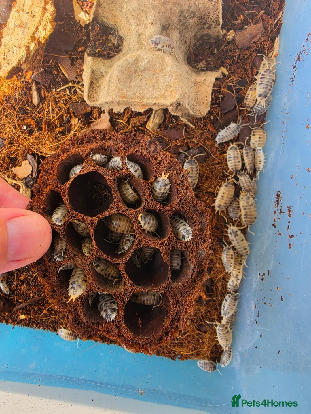 Isopods invertebrates for sale: Dairy cow isopods  - Advert 2
