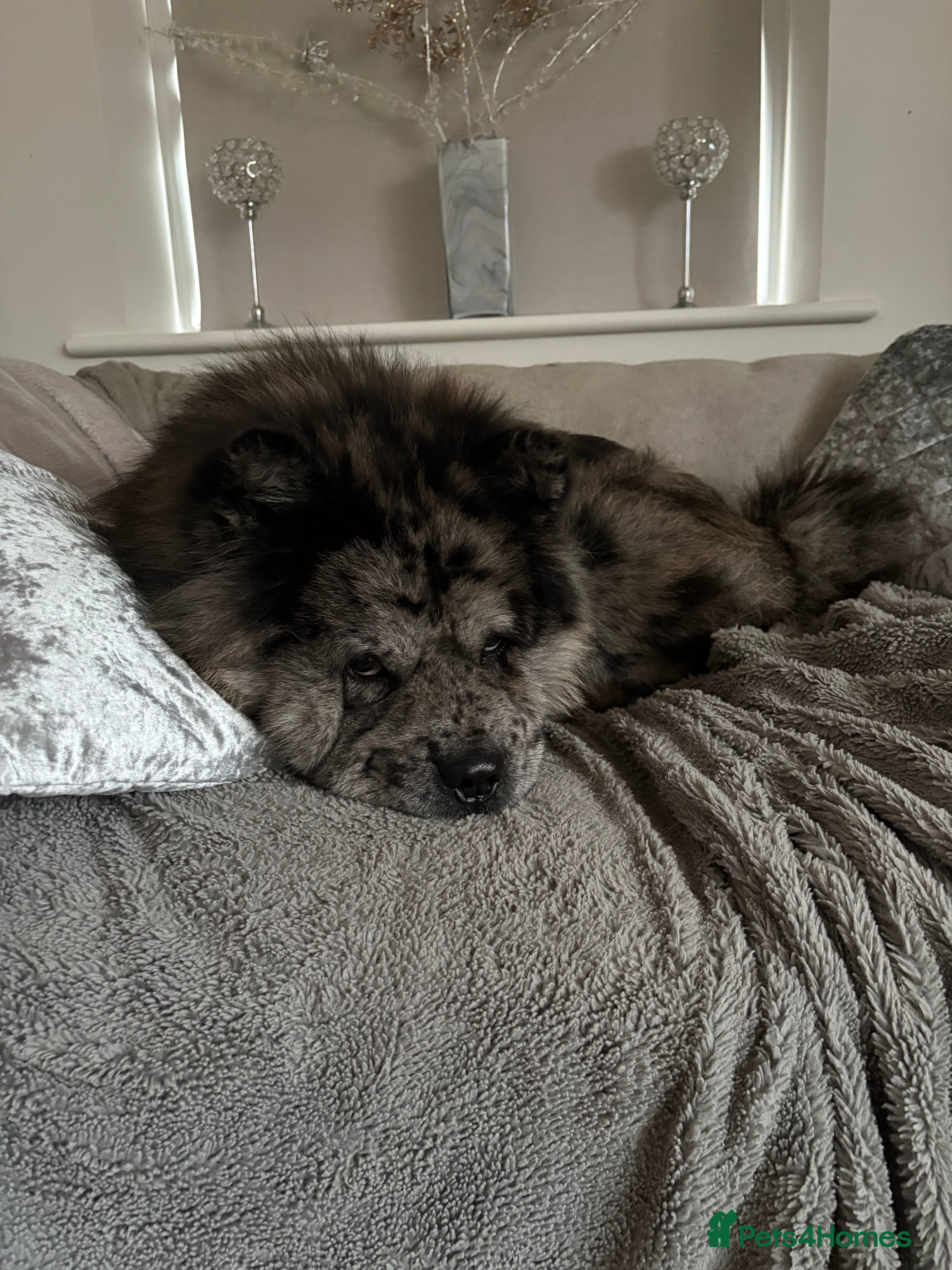 Chow Chow dogs Sullivan (Sully) - Advert 1